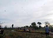 Team SR Bersama KLSS Gelar Festival Layangan “Ngonjhuk Abhereng”