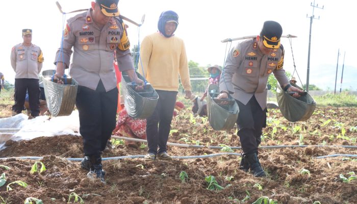 Motivasi Peningkatan Ekonomi, Polres Sumenep Gotong Royong Tanam Tembakau bersama Petani