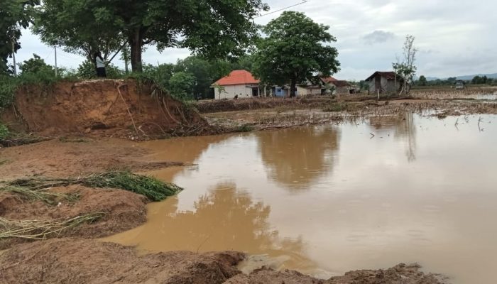 DKPP Sumenep Menunggu Identifikasi untuk Klaim Asuransi Pertanian di Batuan