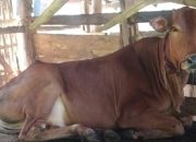 Sapi di Desa Prancak Mati Mendadak Bikin Peternak Resah