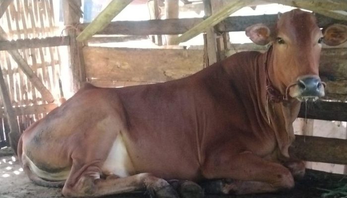 Sapi di Desa Prancak Mati Mendadak Bikin Peternak Resah