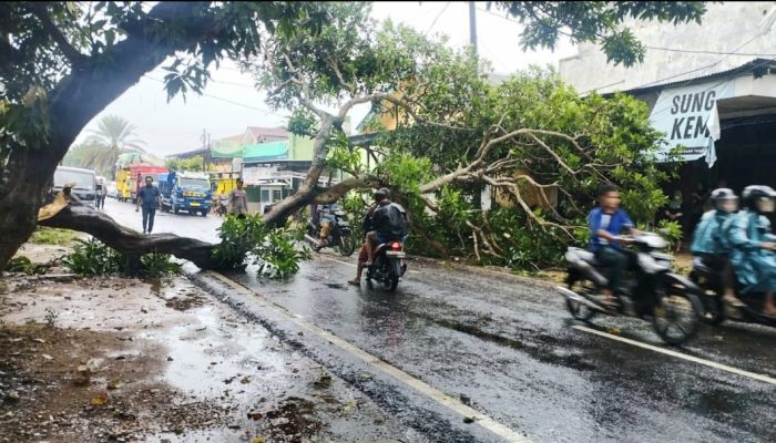 Pohon Tumbang di Jalan Raya Gapura Sumenep Menyebabkan Lalu Lintas Sempat Terhambat