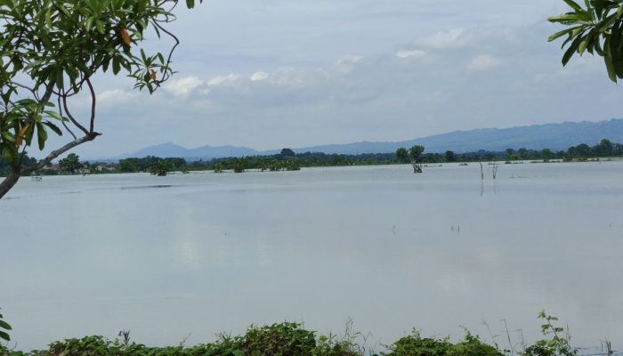 Sebanyak 54 Hektare Lahan Pertanian Masyarakat di Sumenep Tergenang Air