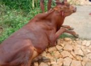 Warga Desa Montorna Desak Pemerintah Ambil Sikap Konkret Menyikapi Wabah Penyakit Misterius Sapi