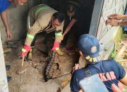 Tim Damkar Sumenep Evakuasi Seekor Ular Liar di Depan Kampus Unija Madura