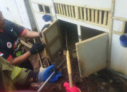 Damkar Sumenep Evakuasi Ular Piton di Kandang Ayam Milik Warga Gapura