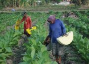 Perusahaan Rokok Lokal Dorong Penguatan Ekonomi dan Kesejahteraan Petani Tembakau di Sumenep