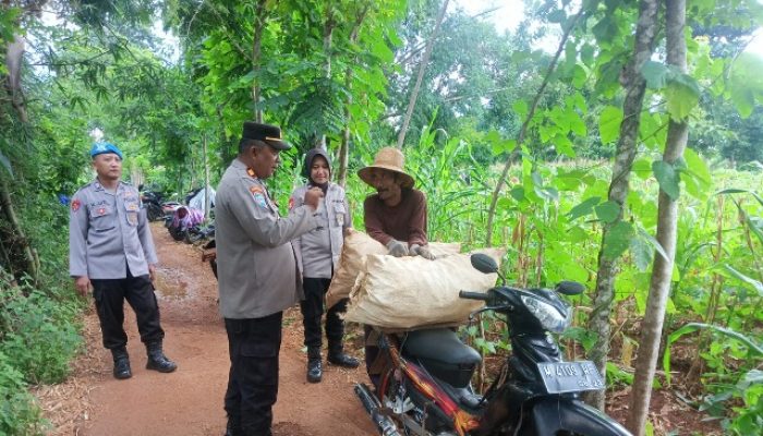 Polsek Talango Perkuat Dukungan Tergadap Swasembada Pangan Melalui Sosialisasi Perawatan Jagung