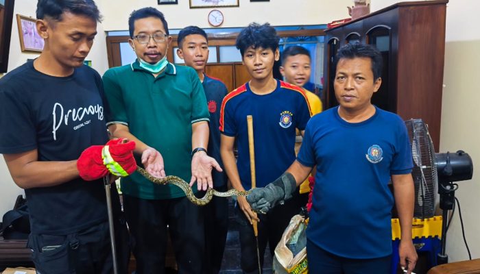 Lagi! Tim Damkar Sumenep Sigap Evakuasi Ular Liar dari Rumah Warga