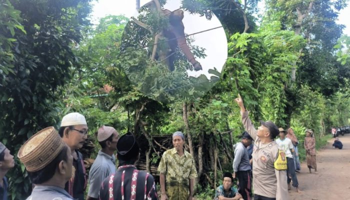 Pria di Sumenep Tewas Tersengat Listrik Saat Mencari Pakan Ternak di Atas Pohon