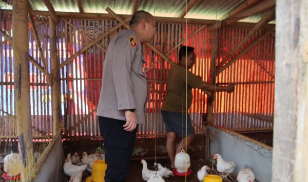 Kapolres Sumenep Kunjungi Peternakan Ayam, Dukung Ketahanan Pangan Lokal