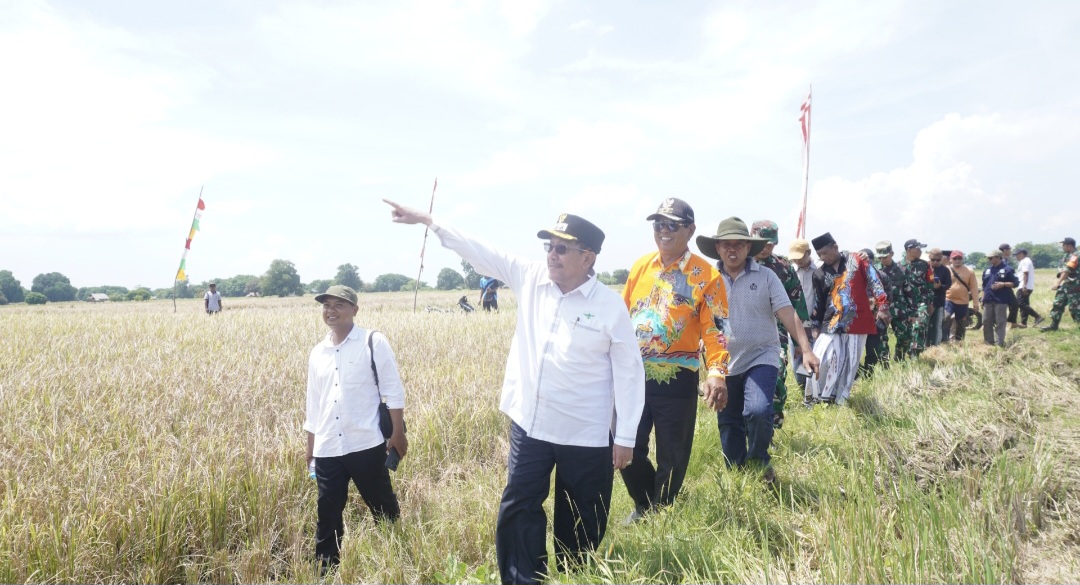 Wabup Sumenep gelar Panen Raya Padi di Pulau Sepangkur Besar "Petani Butuh Combine"