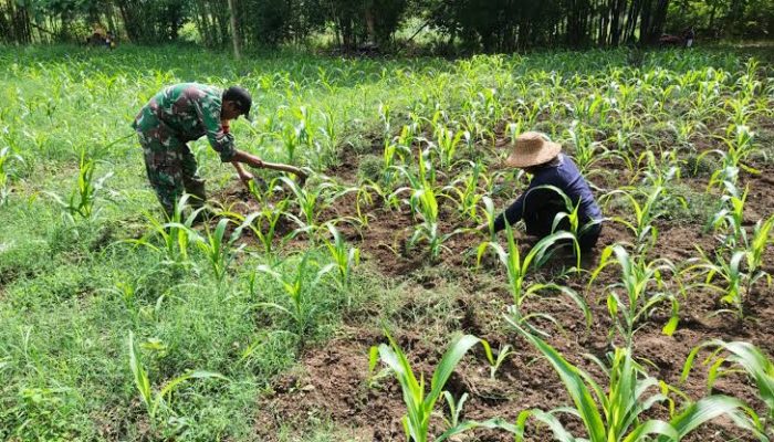 Perbedaan Harga, Petani Menjual Jagung Rp. 4.400 Per Kilogram, di Pasar Rp. 8.000