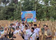 DPC Gerbang Tani Sumenep Panen Raya Jagung Hibrida bersama Stakeholder