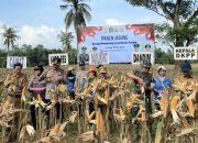 Ellak Daya Panen Jagung Hibrida, DKPP Sumenep: Target Swasembada 25.000 Hektare Makin Dekat
