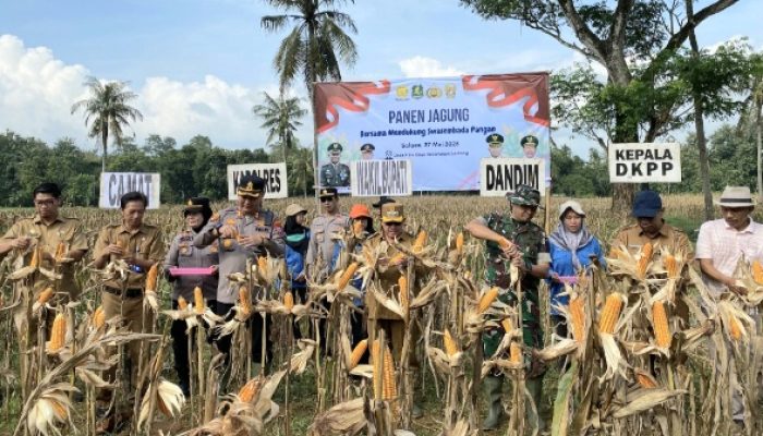 Ellak Daya Panen Jagung Hibrida, DKPP Sumenep: Target Swasembada 25.000 Hektare Makin Dekat