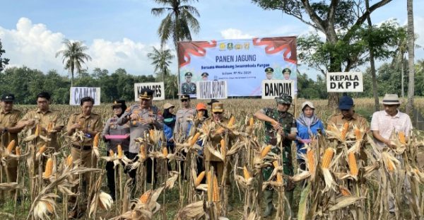 Ellak Daya Panen Jagung Hibrida, DKPP Sumenep: Target Swasembada 25.000 Hektare Makin Dekat