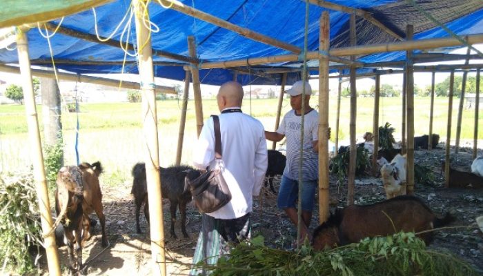 Menjelang Idul Adha 2025, Harga Kambing di Sumenep Melonjak hingga Rp 6,5 Juta per Ekor