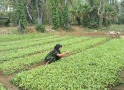 Harga Bibit Tembakau Melonjak, Petani Sumenep Menjerit di Tengah Cuaca Ekstrem