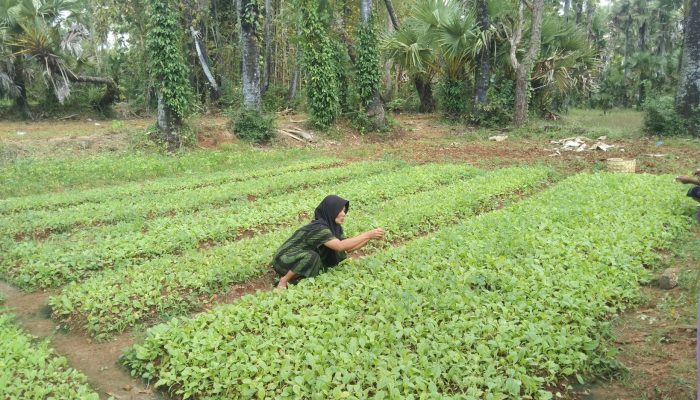 Harga Bibit Tembakau Melonjak, Petani Sumenep Menjerit di Tengah Cuaca Ekstrem