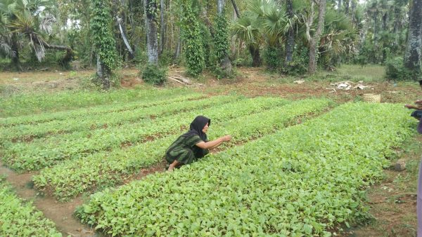 Harga Bibit Tembakau Melonjak, Petani Sumenep Menjerit di Tengah Cuaca Ekstrem