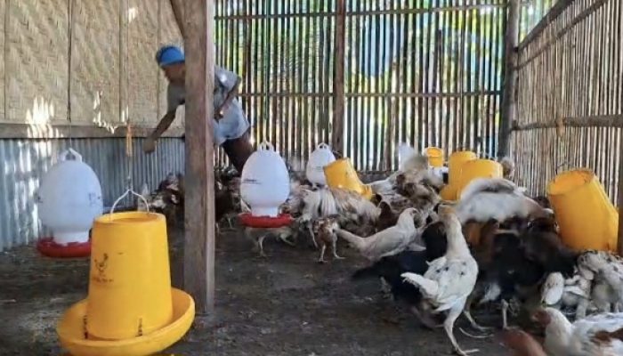 Pemdes Pagerungan Kecil Optimalkan 20% Dana Desa untuk Program Ketahanan Pangan