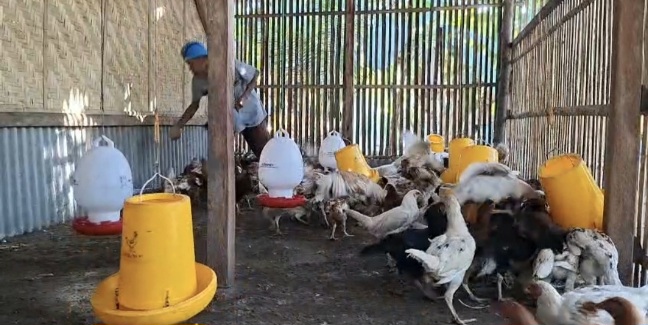 Pemdes Pagerungan Kecil Optimalkan 20% Dana Desa untuk Program Ketahanan Pangan