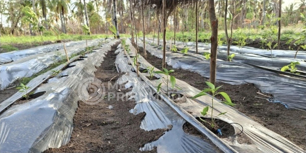Pemdes Pagerungan Kecil Gagas Pertanian Hortikultura untuk Ketahanan Pangan