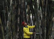 Mengkampanyekan Konservasi Bambu untuk Selamatkan Mata Air