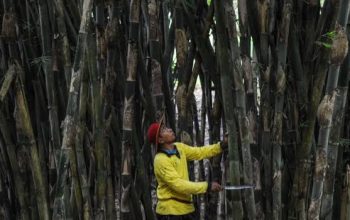Mengkampanyekan Konservasi Bambu untuk Selamatkan Mata Air