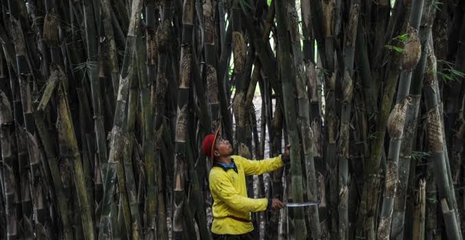 Mengkampanyekan Konservasi Bambu untuk Selamatkan Mata Air