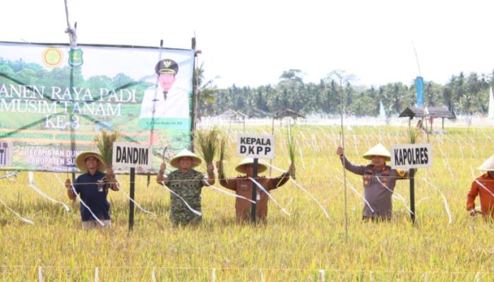 Kapolres Sumenep Hadiri Panen Raya Padi, Dorong Sinergi Ketahanan Pangan Nasional