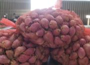 Komisi II DPRD Sumenep Minta DKPP Kembangkan Bawang Merah Varietas Rubaru ke Wilayah Baru