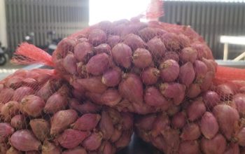 Komisi II DPRD Sumenep Minta DKPP Kembangkan Bawang Merah Varietas Rubaru ke Wilayah Baru