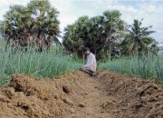 Produksi Bawang Merah Sumenep Terus Naik, Capai 13 Ribu Ton Hingga September 2025