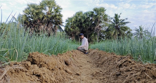Produksi Bawang Merah Sumenep Terus Naik, Capai 13 Ribu Ton Hingga September 2025