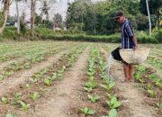 Produksi Tembakau Sumenep 2024 Tertinggi dalam Lima Tahun Terakhir, 2025 Menurun