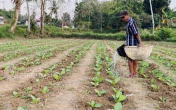 Produksi Tembakau Sumenep 2024 Tertinggi dalam Lima Tahun Terakhir, 2025 Menurun