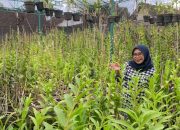 Dari Hobi Jadi Bisnis Miliaran, Alumnus UMM Sukses Kembangkan Anggrek hingga Raup Omzet Rp 100 Juta per Bulan