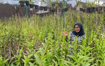 Dari Hobi Jadi Bisnis Miliaran, Alumnus UMM Sukses Kembangkan Anggrek hingga Raup Omzet Rp 100 Juta per Bulan
