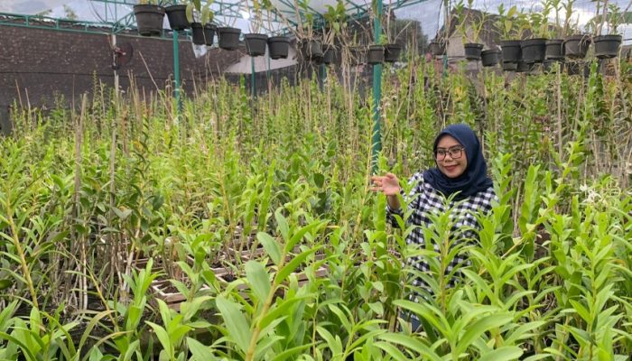 Dari Hobi Jadi Bisnis Miliaran, Alumnus UMM Sukses Kembangkan Anggrek hingga Raup Omzet Rp 100 Juta per Bulan