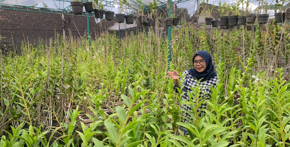 Dari Hobi Jadi Bisnis Miliaran, Alumnus UMM Sukses Kembangkan Anggrek hingga Raup Omzet Rp 100 Juta per Bulan