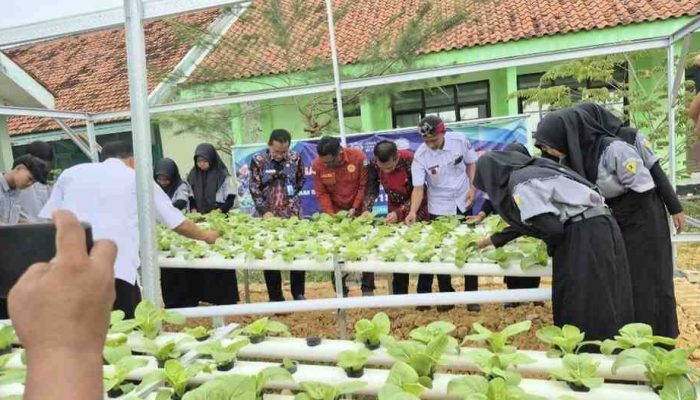 SMKN 1 Sumenep Implementasikan Program SIKAP Gubernur Jatim, Siswa Produksi Sayuran