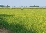 Panen Meningkat di Paberasan, Stok Pangan Aman