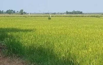 Panen Meningkat di Paberasan, Stok Pangan Aman