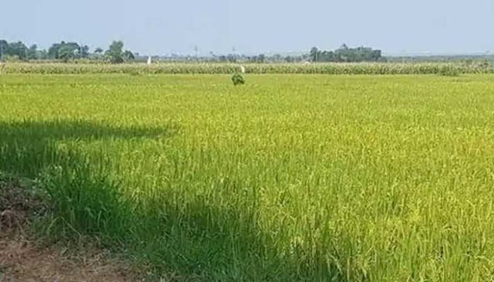 Panen Meningkat di Paberasan Sumenep Dongkrak Stok Pangan Aman