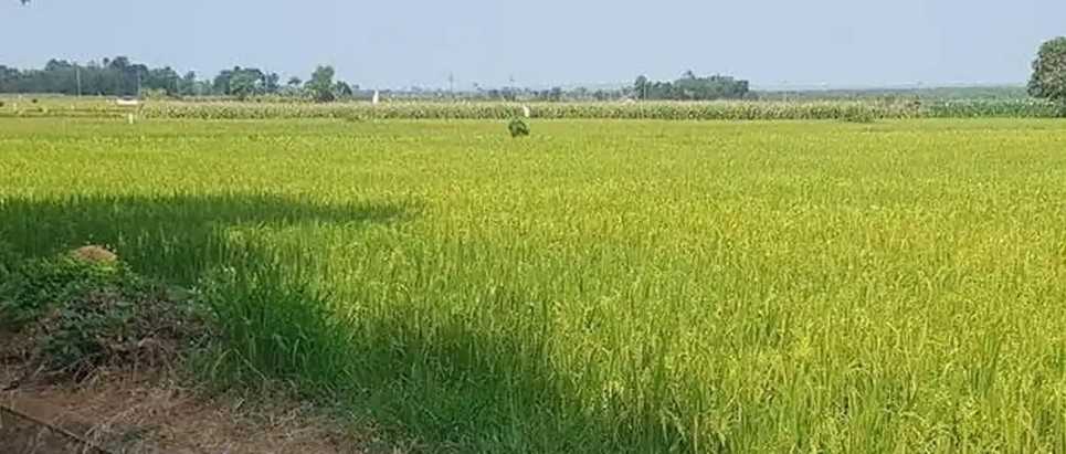Panen Meningkat di Paberasan, Stok Pangan Aman