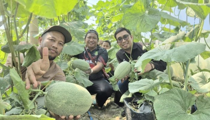Melon The Blues, Sensasi Baru dari Desa Alas Malang Pulau Raas