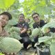 Melon The Blues, Sensasi Baru dari Desa Alas Malang Raas