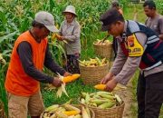 Bhabinkamtibmas Torbang Dampingi Panen Jagung, Polres Sumenep Dukung Ketahanan Pangan Nasional